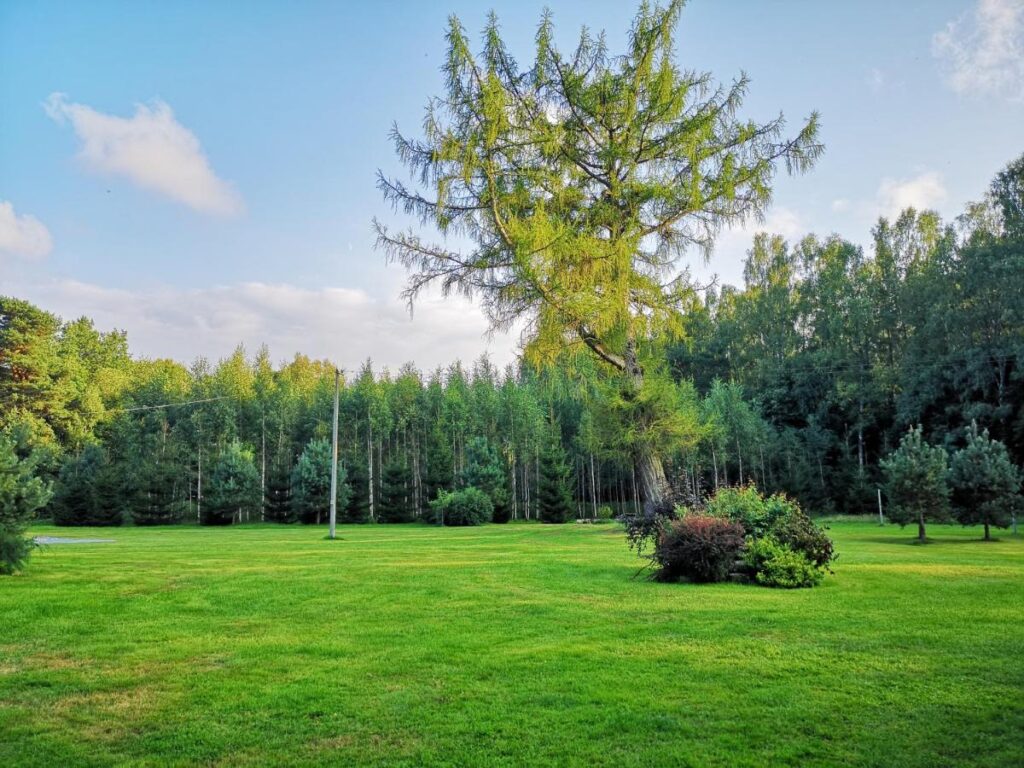 Šimtametis sodybos maumedis