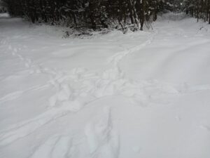 Žvėrių sankryžėlė