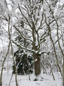 ąžuolas žiemą