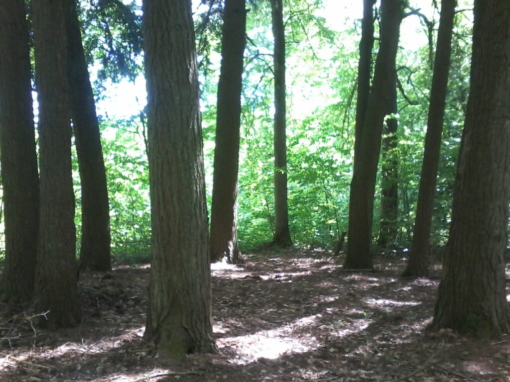 10 kanadinių cugų ratas