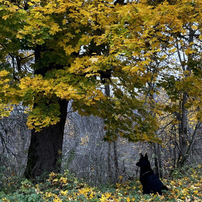 Chill klevas prie namo