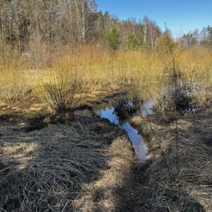 Bebrų takas - pelkė
